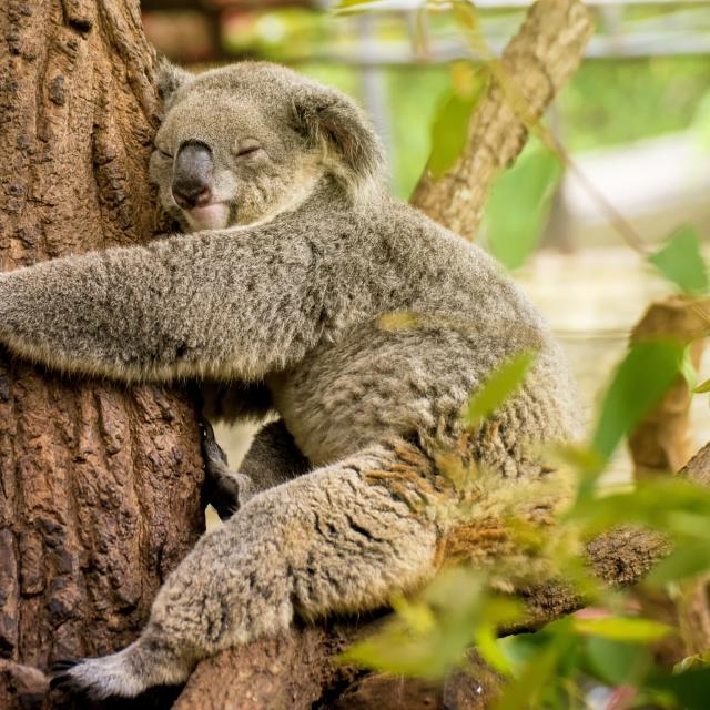 Feb Wallpaper Tablet - Koala