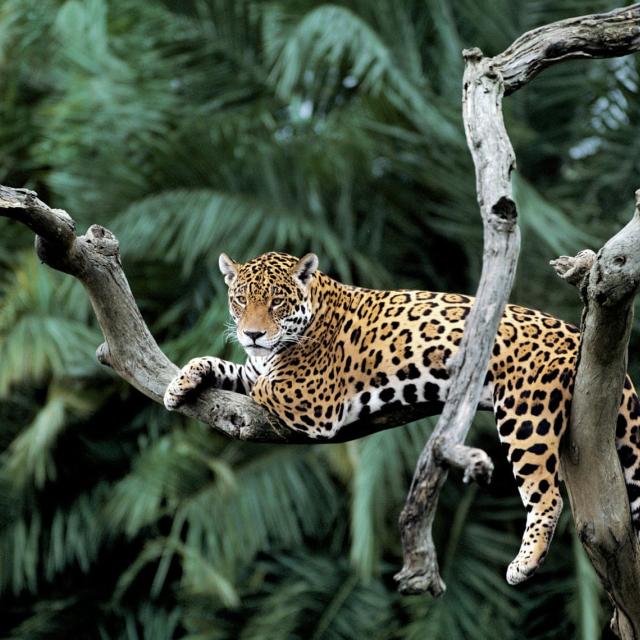 Jaguar in a tree in Pantanal