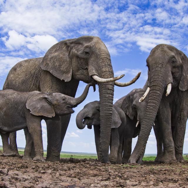 frican elephants (Loxodonta africana) at a waterhole