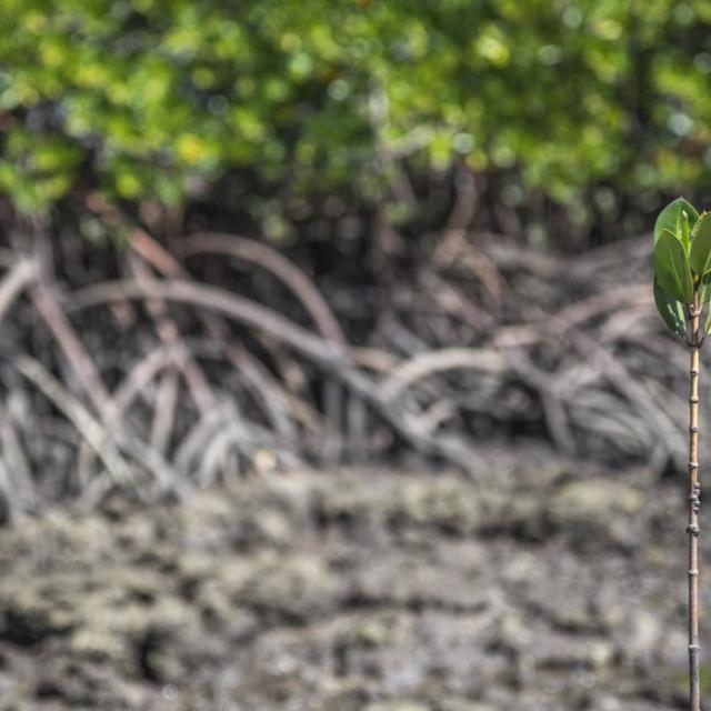 Mangrove plant