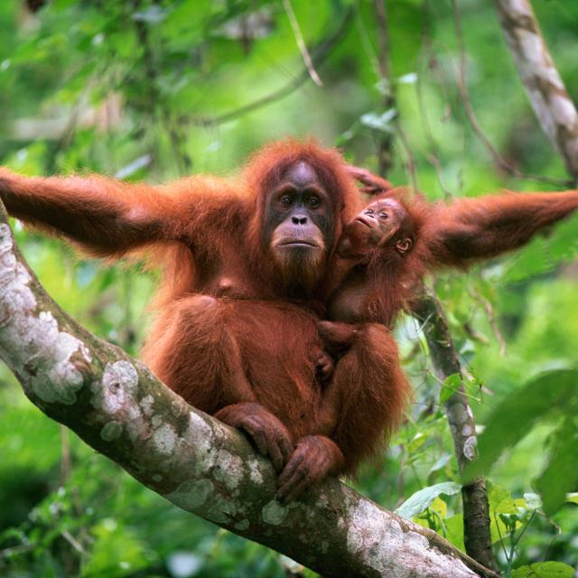 Orangutan in tree