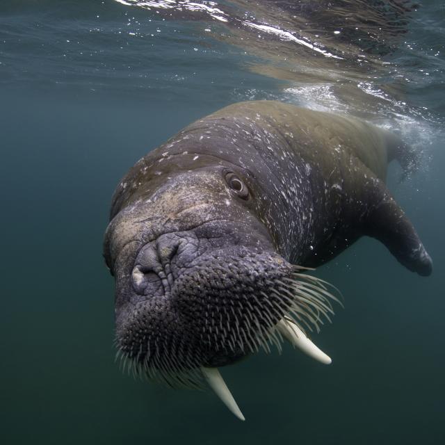 Walrus (Odobenus rosmarus) Spitsbergen, Svalbard Archipelago, Norway, Arctic Ocean. July.