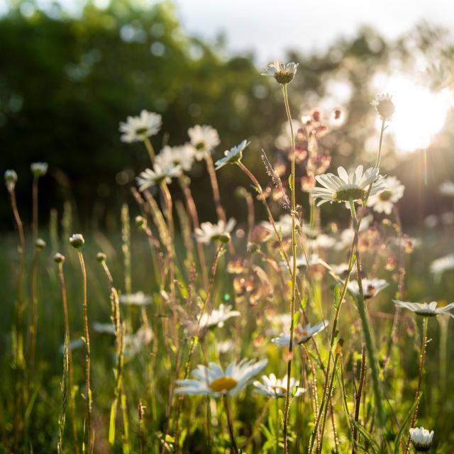 Wildflower meadow