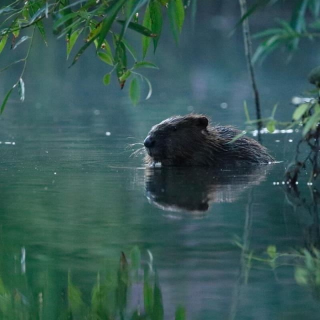 Eurasian beaver (Castor fiber) framed by willow leaves in early morning light, Somerset, UK.