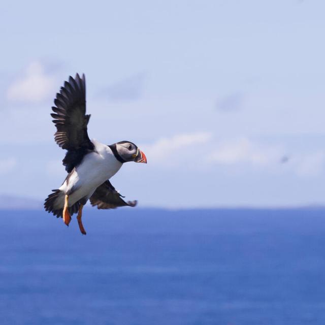 Puffin in flight in Scotland