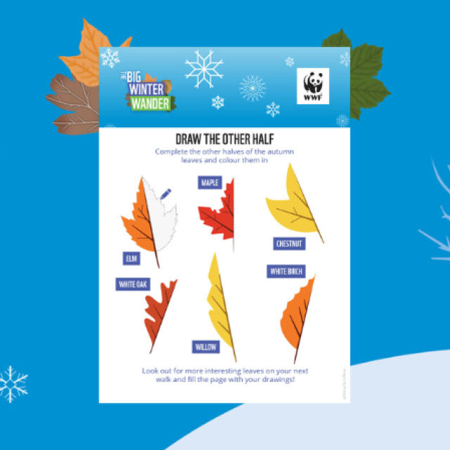 Big Winter Wander Autumn Leaves Activity Sheet - 6 different autumn coloured leaves to draw the other half of