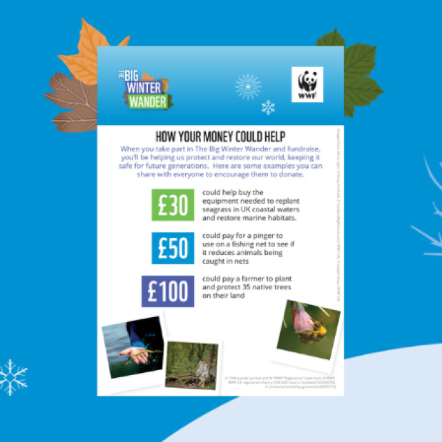 Big Winter Wander How Your Money Could Help Poster - what £30, £50 & £100 could support