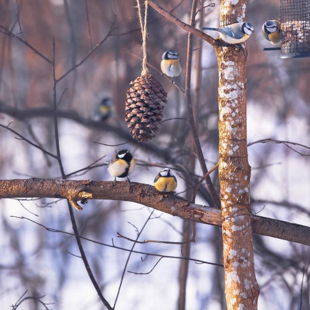 Birds eating from a bird feeder and pine cone in the forest in winter. Two birds sitting on a branch and looking at a cone.