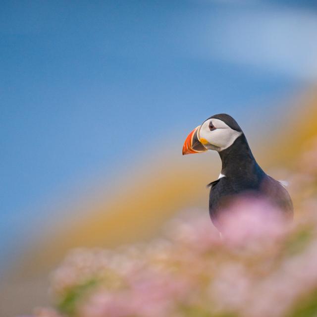 An adult Atlantic puffin (Fratercula arctica) among the rich coastal colours of purple thrift and yellow lichens, Shetland Islands, Scotland, UK