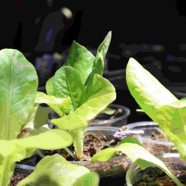 Potted lettuce growing in a recycled plastic pot