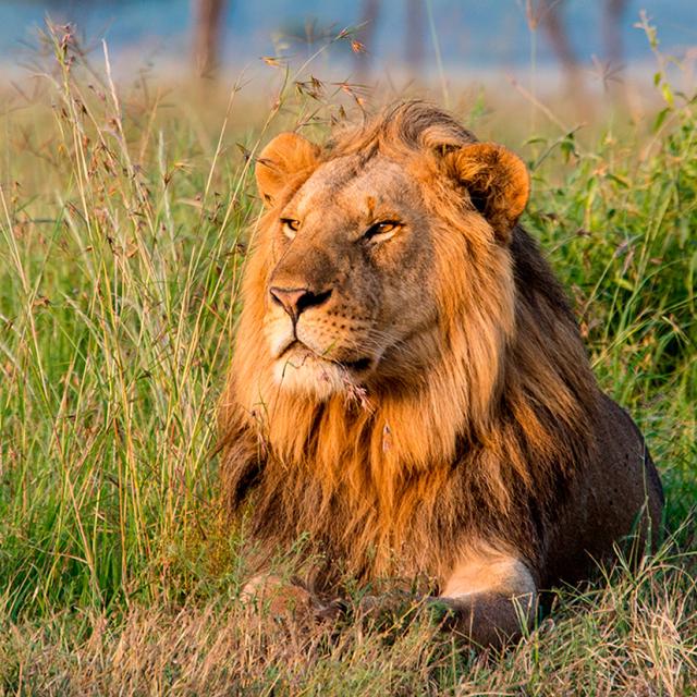 Lion lying down