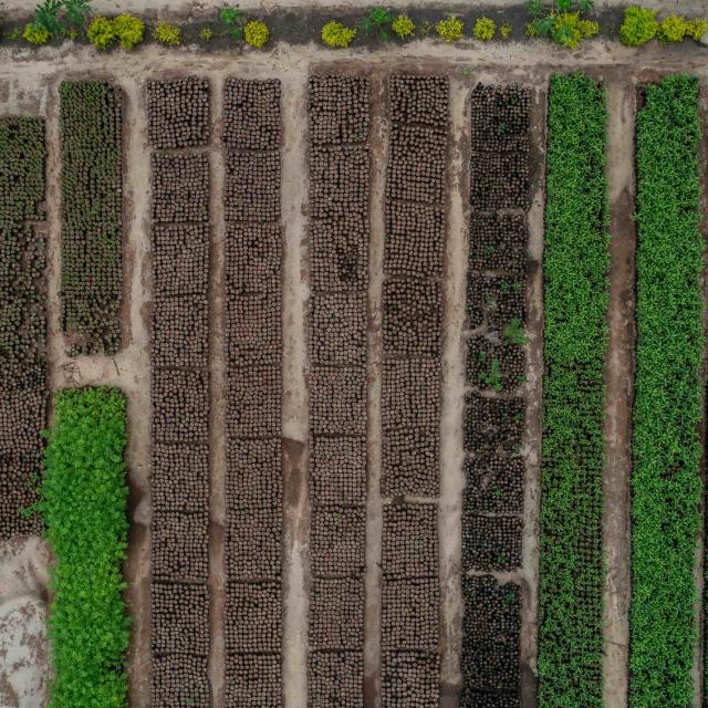 A tree seedling nursery near Vikindu forest, Tanzania.