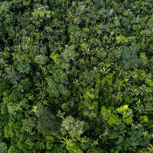 Arial view of the canopy of the Amazon rainforest, near José Ibañez's farm. WWF-Colombia is working with local community members like José to produce non-timber forest products that offer a sustainable income and support natural restoration of degraded areas of the Amazon.