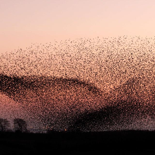 Large flock of European startlings (Sturnus vulgaris) in a murmuration, going to roost at dusk, Gretna Green, Scotland, UK