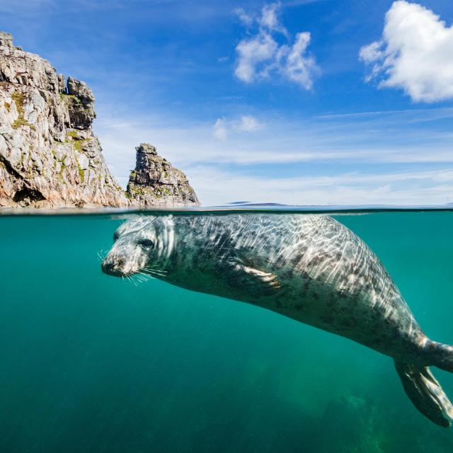 Young grey seal swimming at surface beneath the cliffs of Lundy Island, Devon, England, United Kingdom.