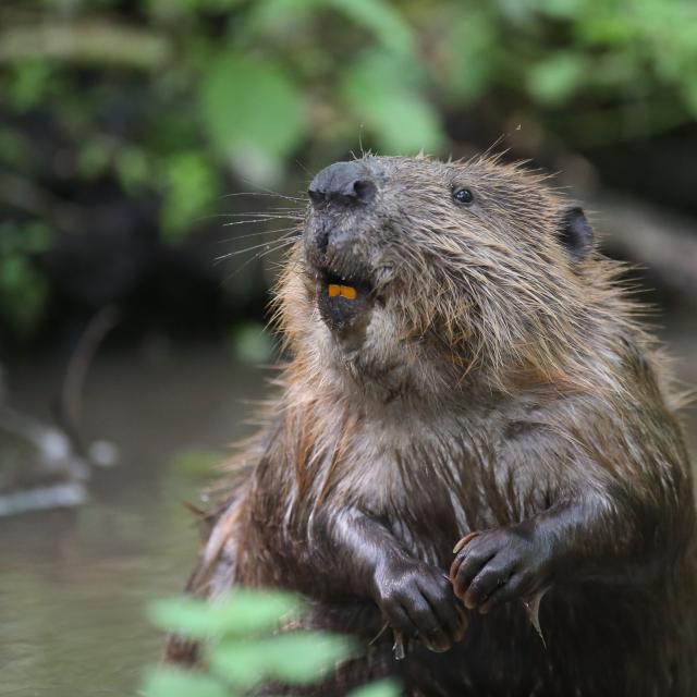 Beaver in water. River Glaven, North Norfolk, UK.