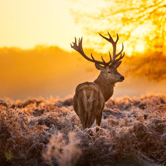 Red deer in morning sun