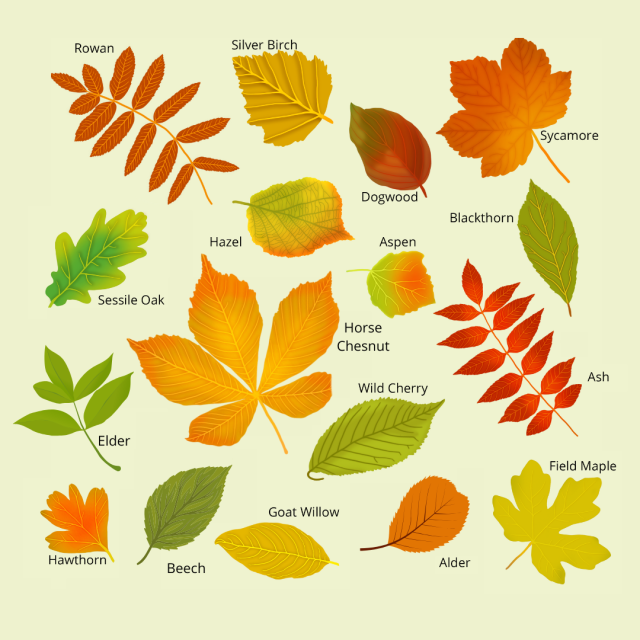 A collection of illustrations showing different leaves during autumn. Including rowan, silver birch, dogwood, sycamore, blackthorn, aspen, hazel, sessile oak, elder, horse chestnut, ash, wild cherry, beech, hawthorn, goat willow, alder, field maple.