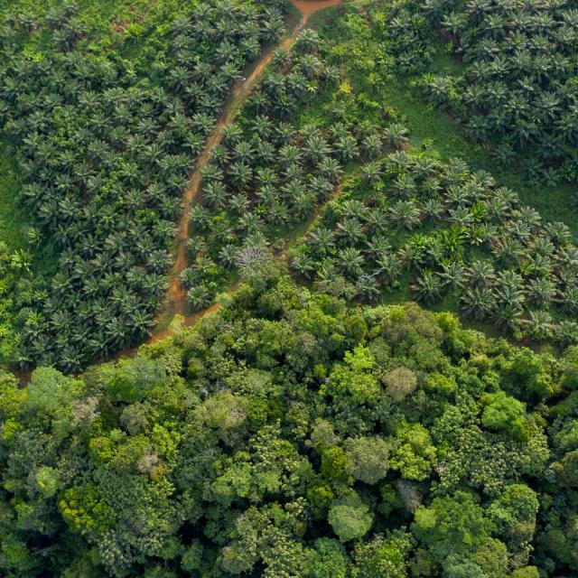 Aerial view of the limit between palm oil plantation and the jungle. Visiting vast Palm oil plantation in Central Kalimantan.
