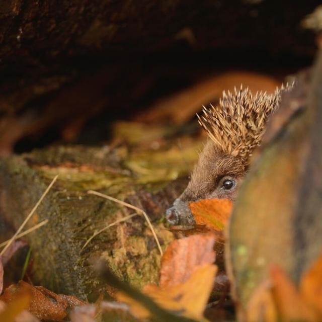 Adult European Hedgehog foraging in suitable place to hibernate at dusk