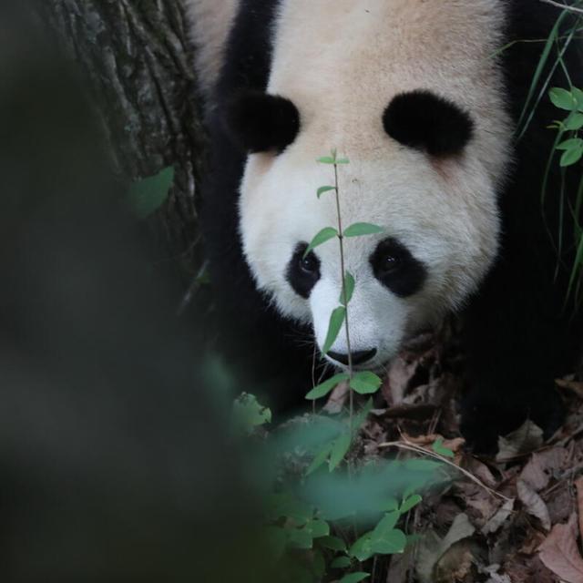 Wild Giant Panda in foping country, China 