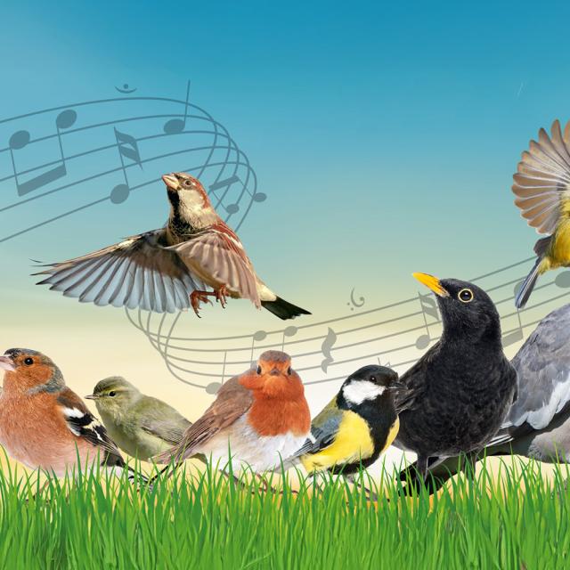 Bird quiz banner with several species of bird