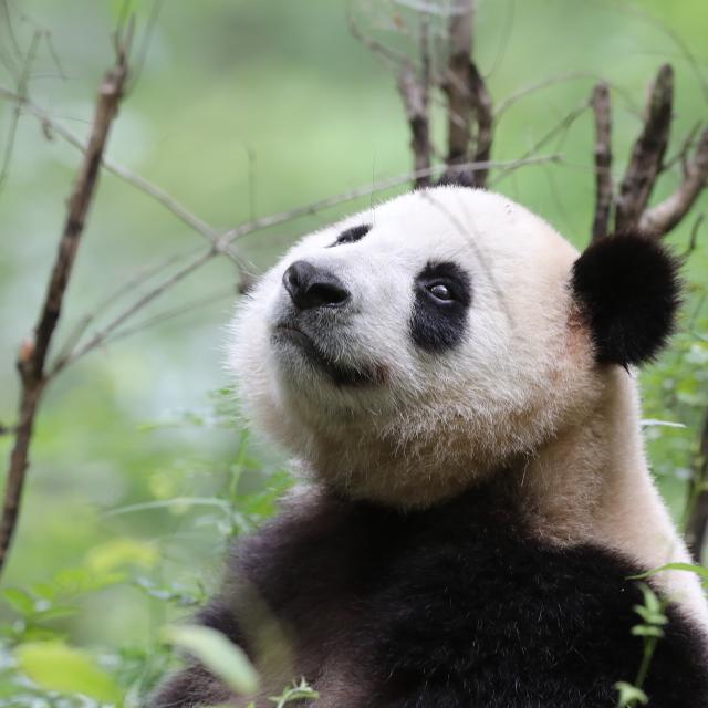 Wild giant panda (Ailuropoda melanoleuca) in Foping county, Qinling Mountains, China