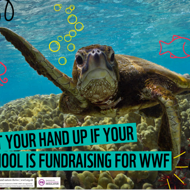 A poster of a turtle saying a school is supporting WWF