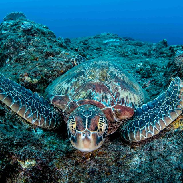 Green turtle swimming close to rocks
