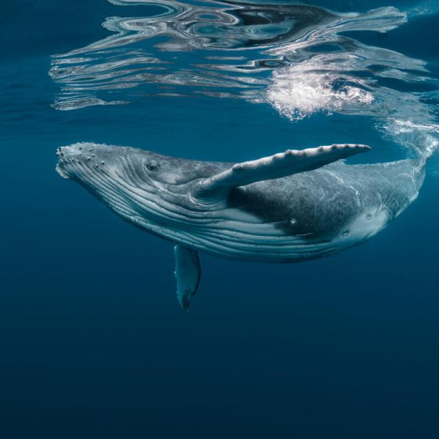 A Baby Humpback Whale
