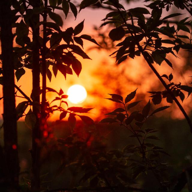 Sunset through the leaves Norfolk, River Glaven 