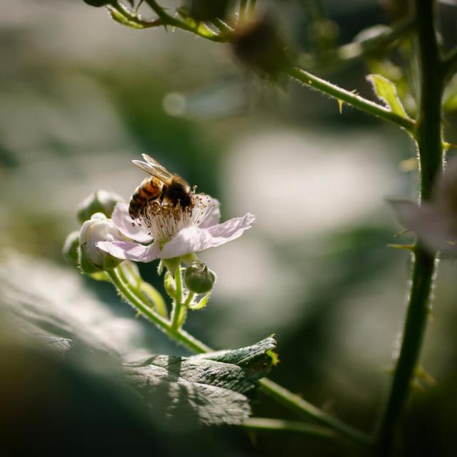 A honey bee on a light pink bramble flower.