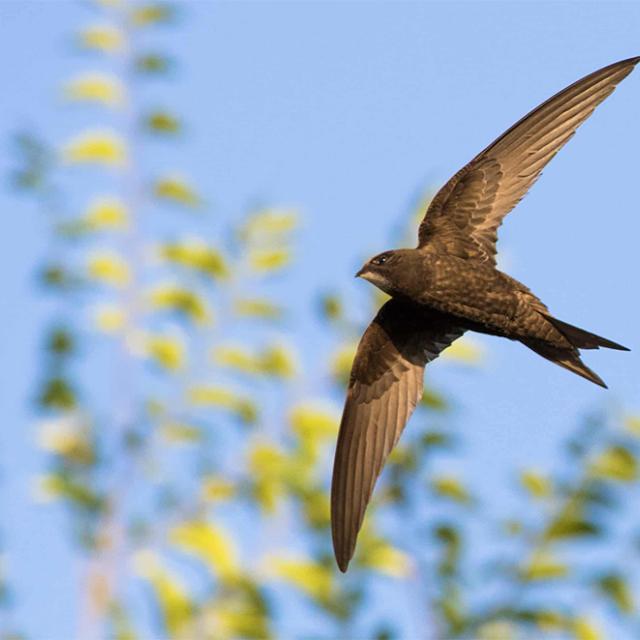 Common swift in flight