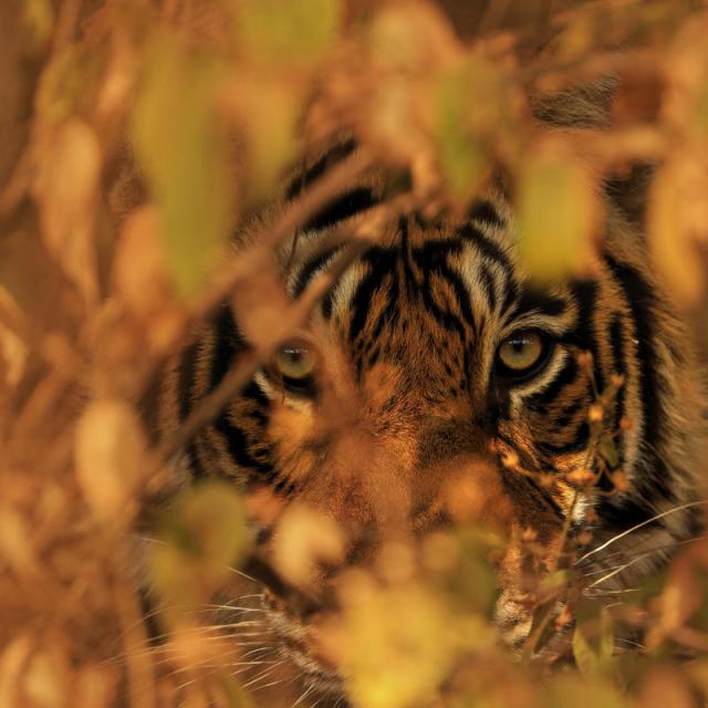 Bengal tiger peering through leaves of bushes