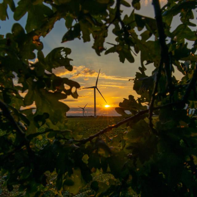 The sun sets behind a wind turbine, visible through a gap in the leaves. Norfolk, UK.