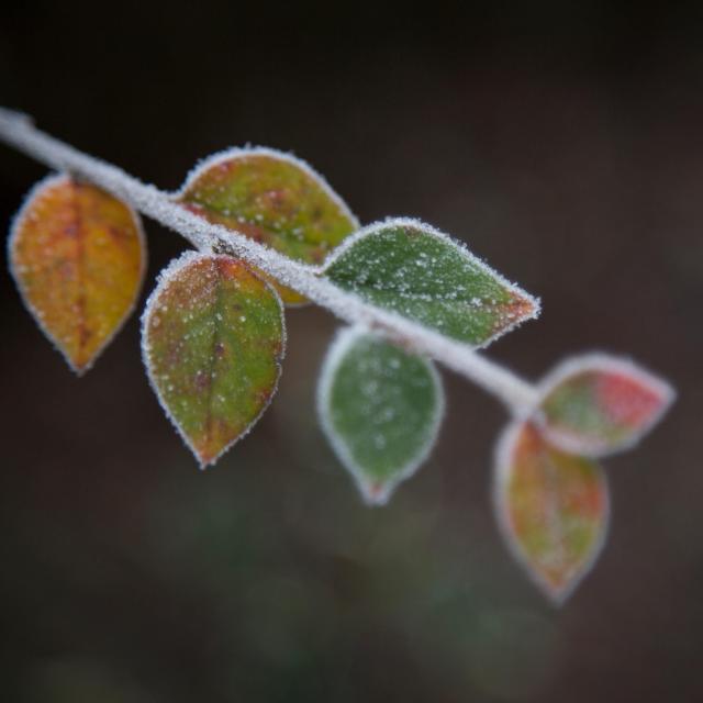 Small green, orange and red leaves covered in sparkly frost.