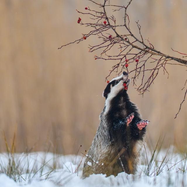 A European badger eating berries in the snow.