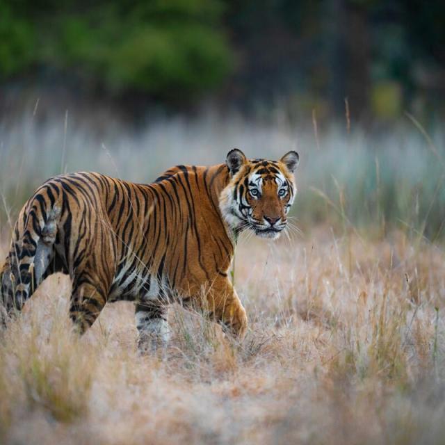 Wild Tiger India national park