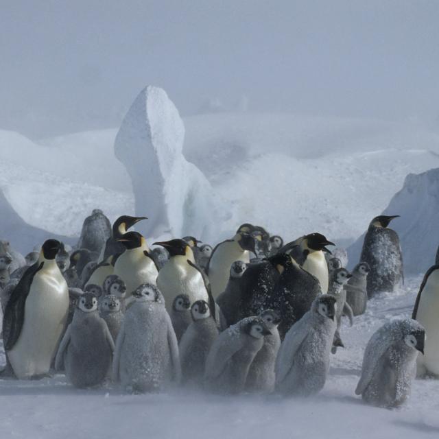 Aptenodytes forsteri Emperor penguin Adults & chicks in snow storm Dawson-Lambton Glacier, Antarctica