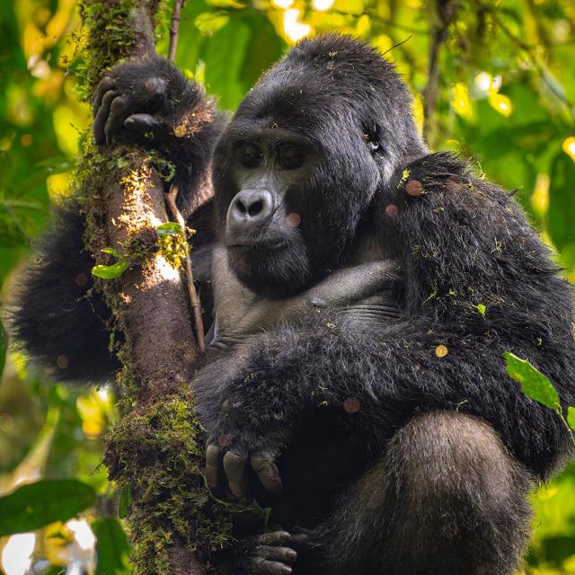 Gorilla Desktop Wallpaper