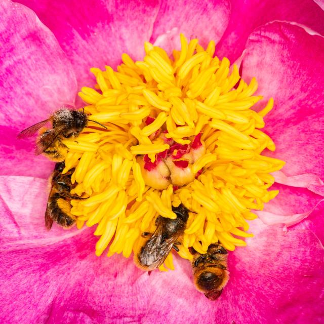 Red mason bee collecting pollen from a the yellow centre of a bright pink peony.