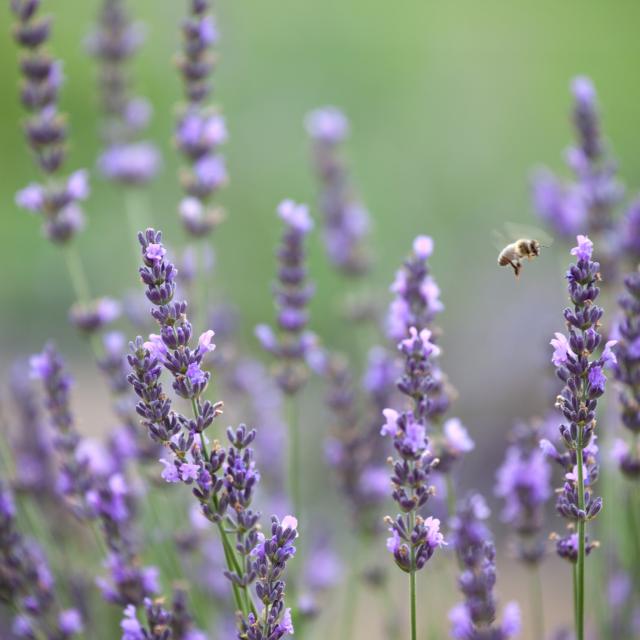 Lavender Field with Honey Bee