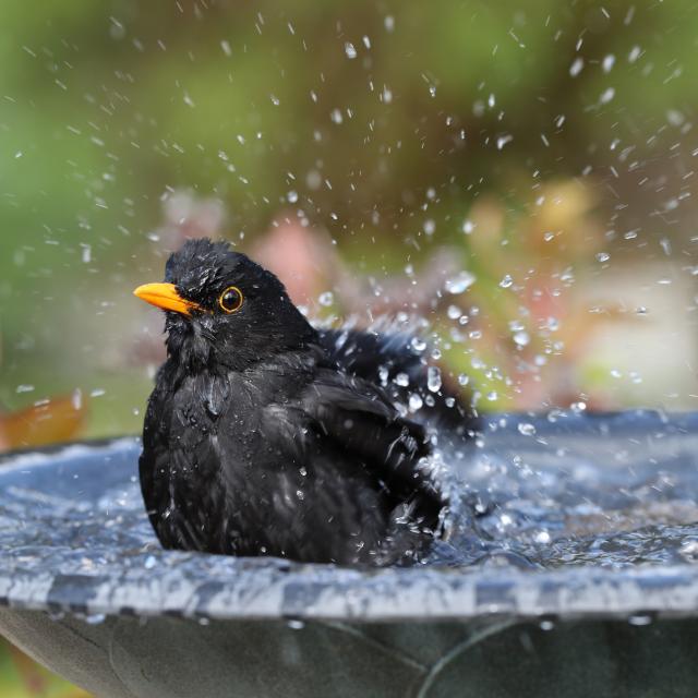 Close up of a male Blackbird enjoying a wash in a bird bath