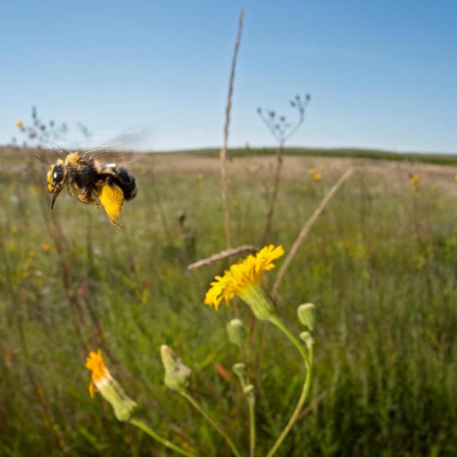 Sunflower bee