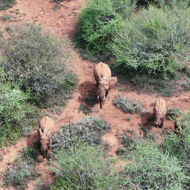 Indy in a herd of 70+ elephants 