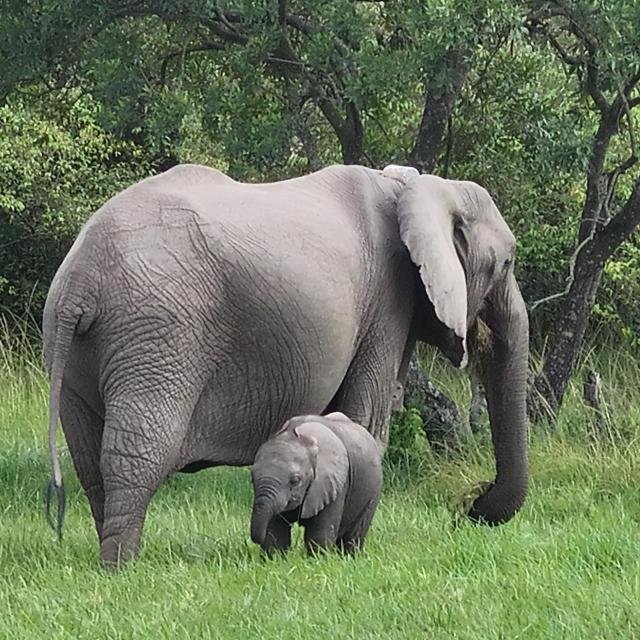 Ivy the elephant with her calf 