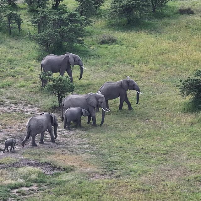 Nancy Q – a matriarch who leads a herd of 25  