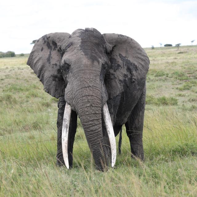 Edwin the collard elephant in grassland