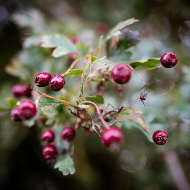 Autumn berries found at Alice Holt Forest, Hampshire © Paul Rogers