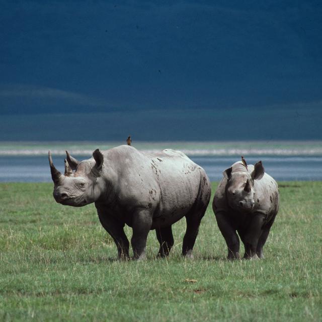 Black rhinoceros (Diceros bicornis); Ngorongoro Crater, Tanzani
